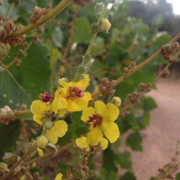 Verbascum sinuatum Fiore