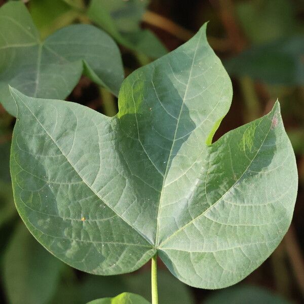 Gossypium herbaceum Blad