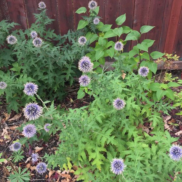 Echinops ritro Агульны выгляд