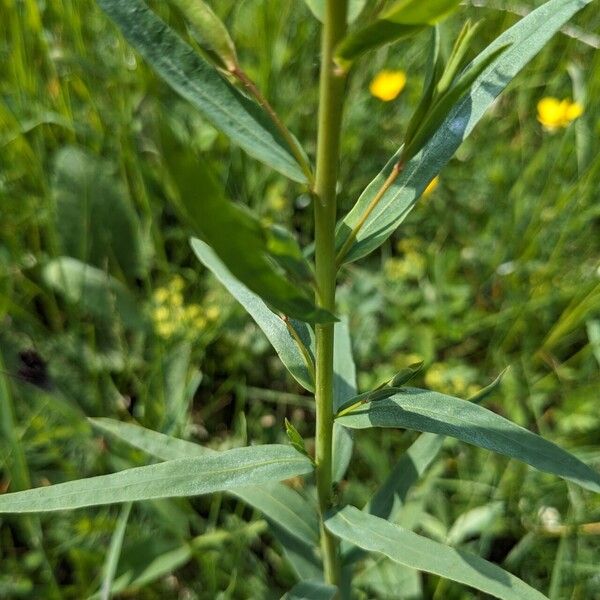 Euphorbia virgata Leaf