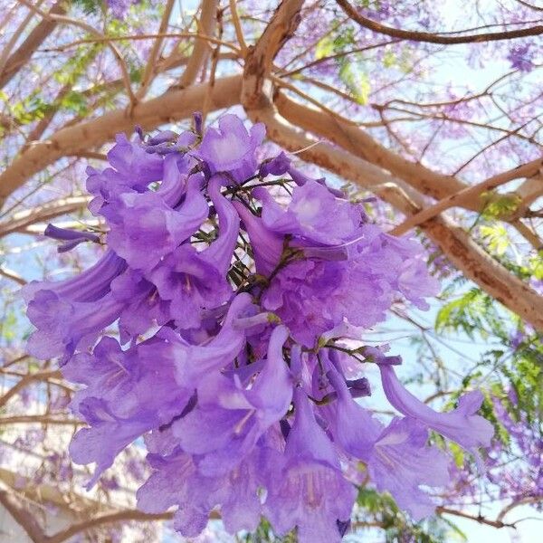 Jacaranda mimosifolia Flower