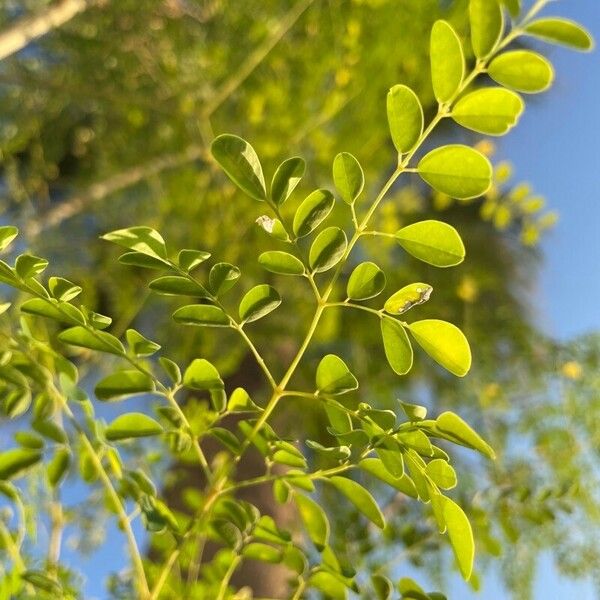 Moringa oleifera Leaf