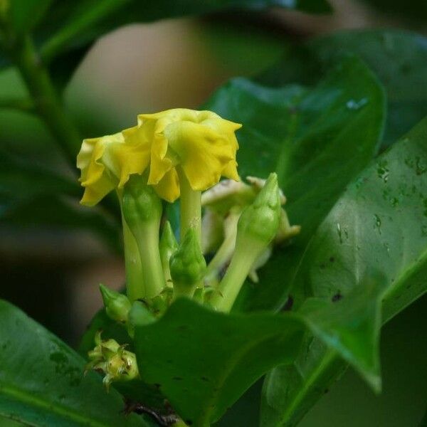 Cascabela gaumeri Flor