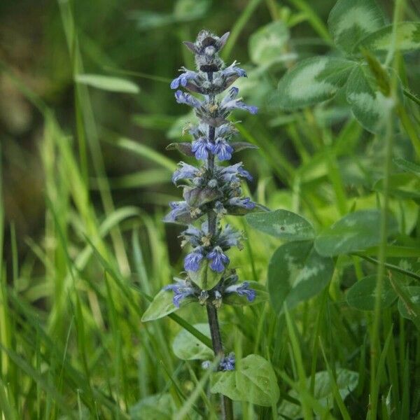 Ajuga reptans Bloem