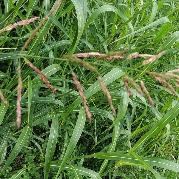 Sorghum halepense Blüte