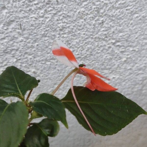 Impatiens walleriana Blüte