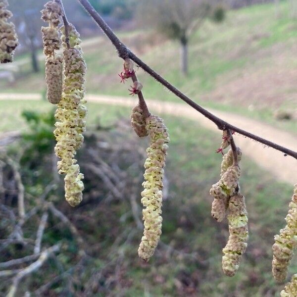 Corylus cornuta Žiedas