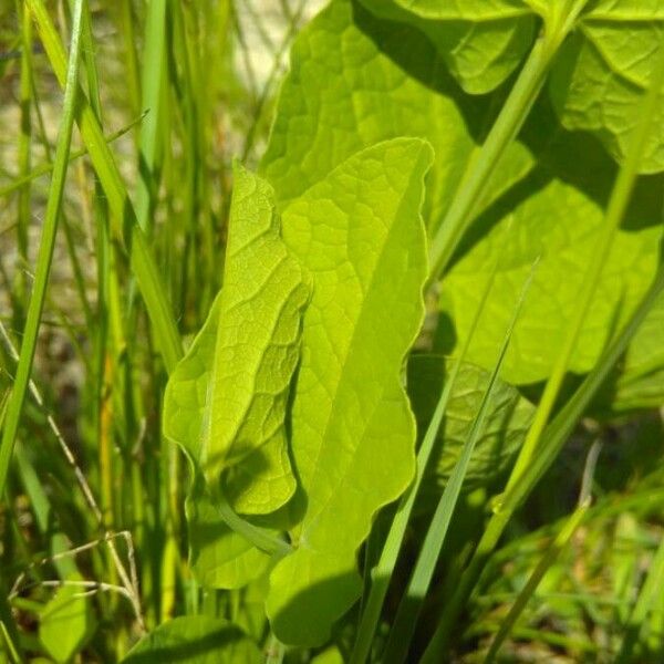 Aristolochia rotunda 葉