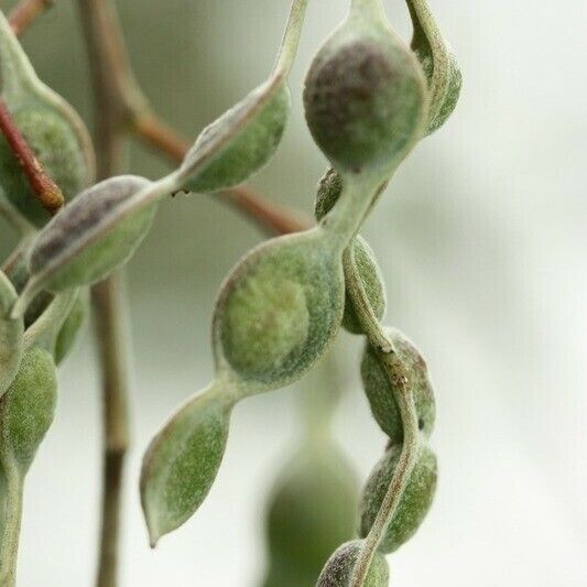 Acacia mearnsii Autre