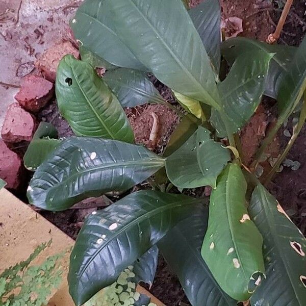 Dieffenbachia parlatorei Leaf