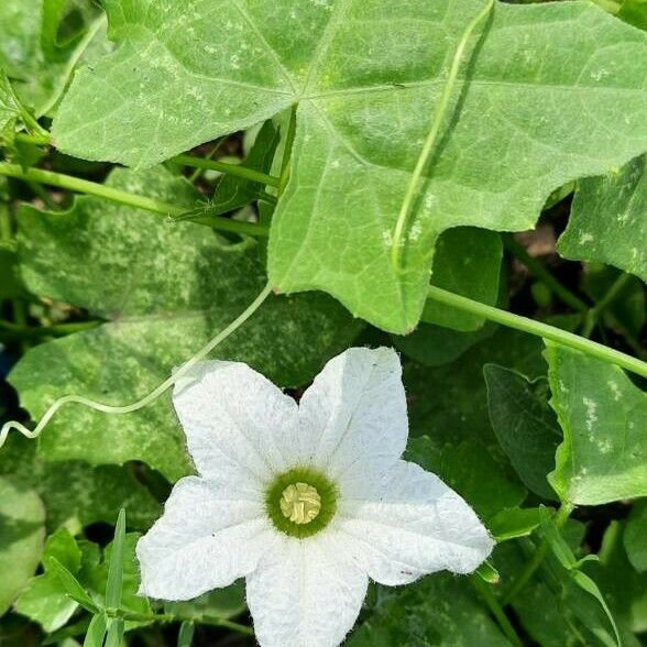 Coccinia grandis 花