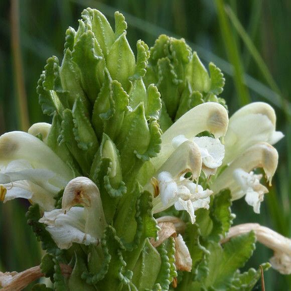 Pedicularis crenulata Цвят