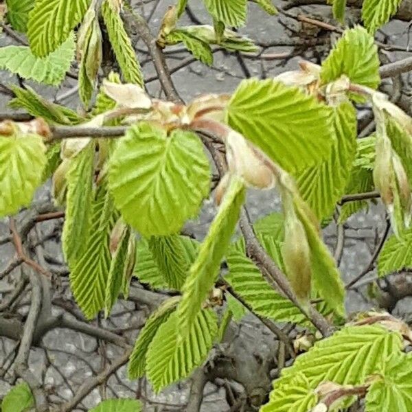 Alnus incana Hoja