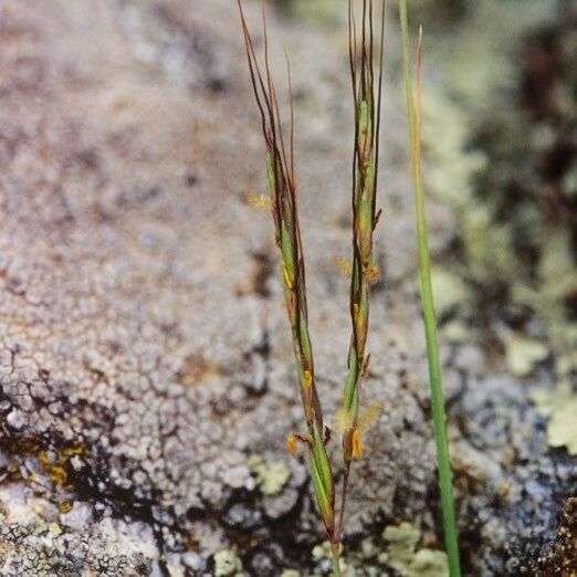 Andropogon distachyos Flower