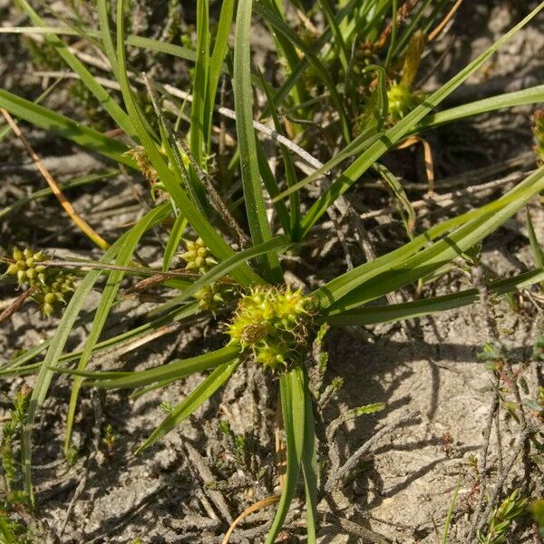 Carex oederi ശീലം