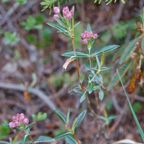 Kalmia polifolia عادت