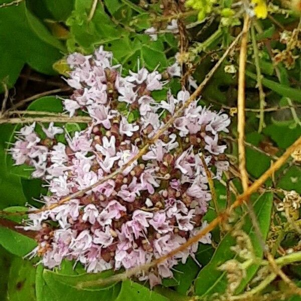 Origanum vulgare Flower