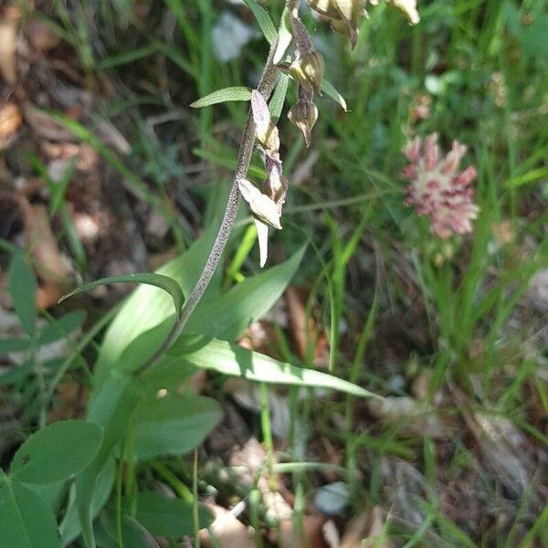 Epipactis microphylla Çiçek