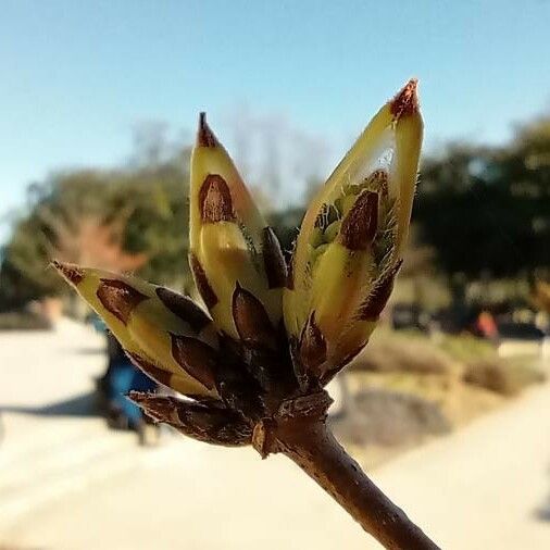 Acer triflorum Leaf