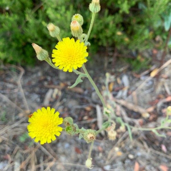 Andryala integrifolia Flor