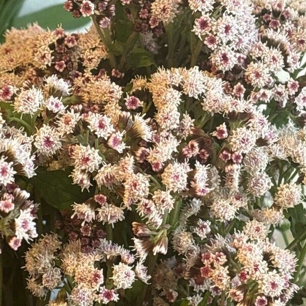 Ageratina adenophora Virág