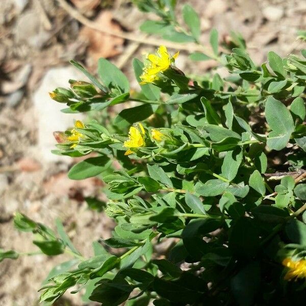 Hypericum humifusum Cvet