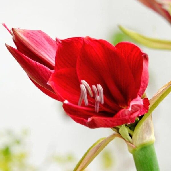 Hippeastrum reginae Flower