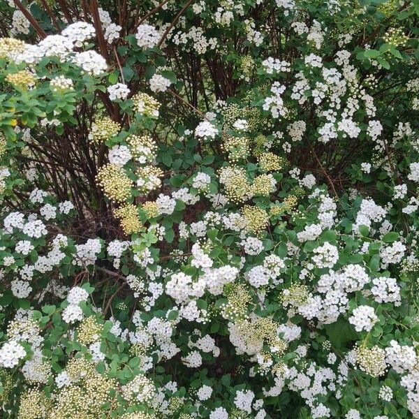 Spiraea chamaedryfolia Õis