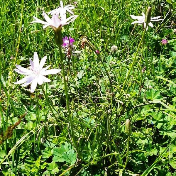 Scorzonera rosea Habit