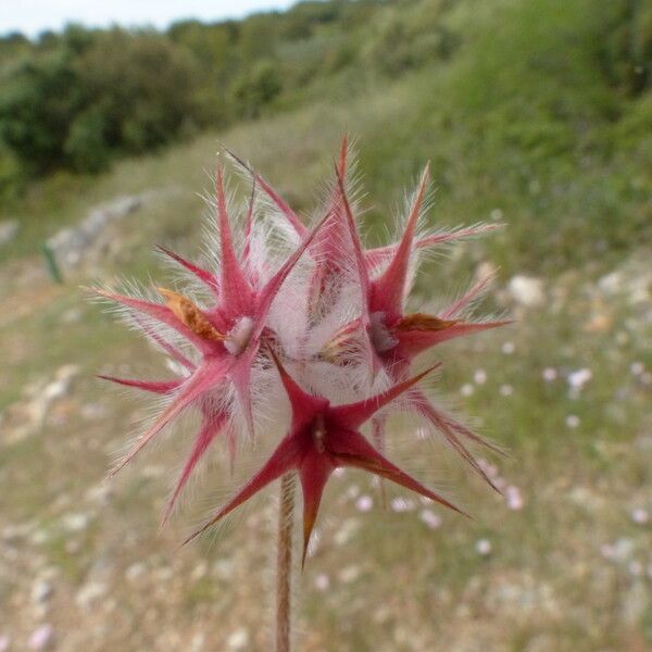 Trifolium stellatum Blomst