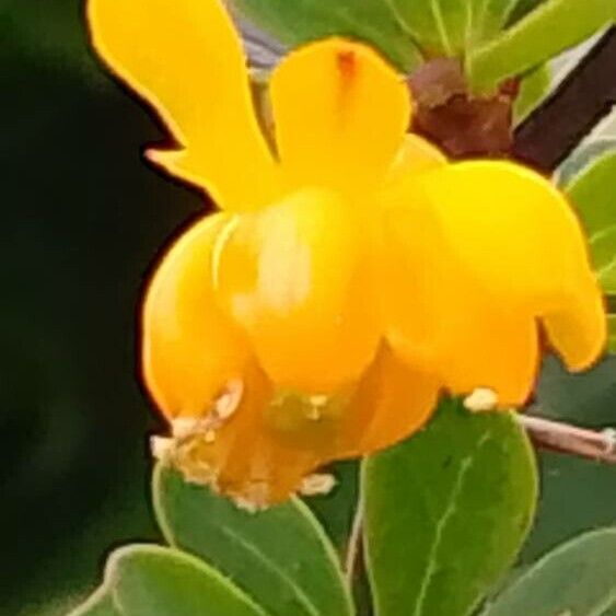 Berberis microphylla Квітка