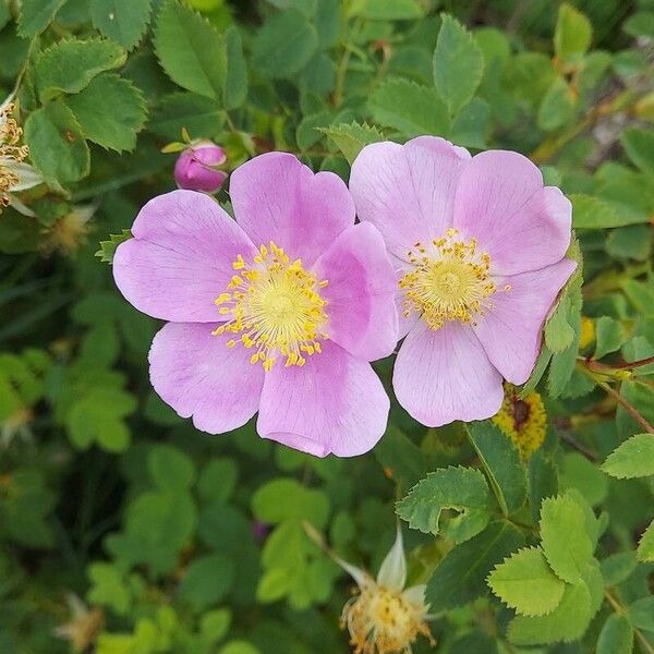 Rosa woodsii Virág