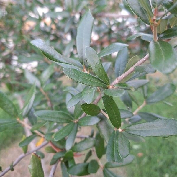 Quercus fusiformis Blad