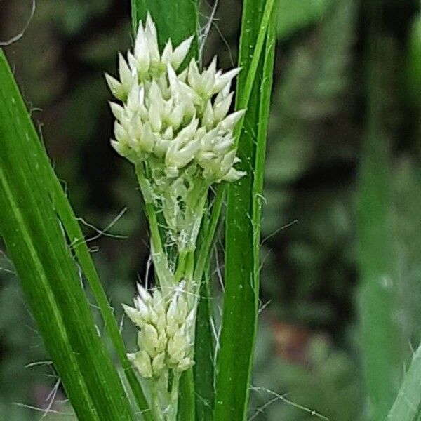 Luzula luzuloides Flower