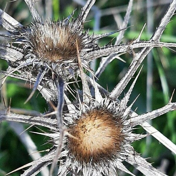 Carlina corymbosa Fiore