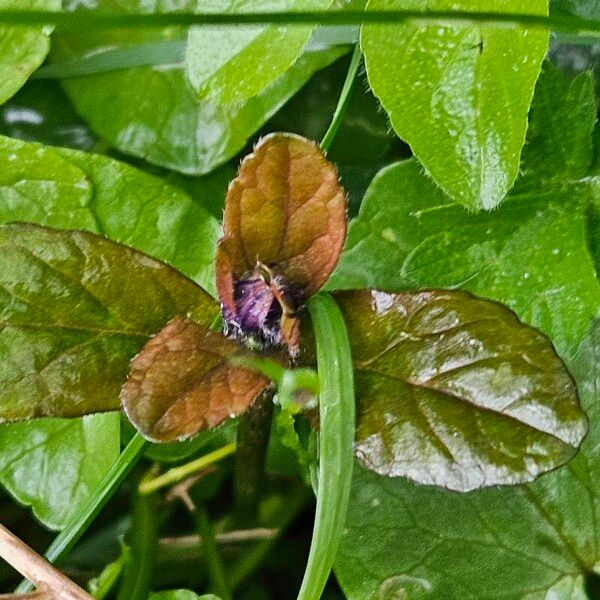 Ajuga reptans पत्ता