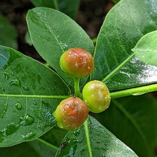 Rauvolfia tetraphylla Плод