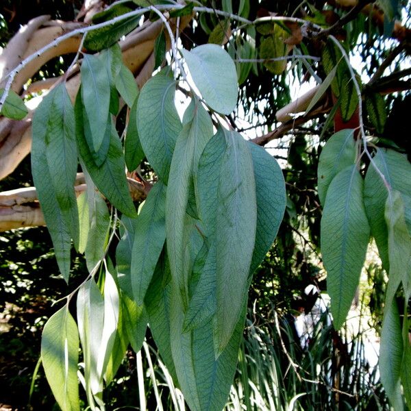 Eucalyptus gunnii Лист