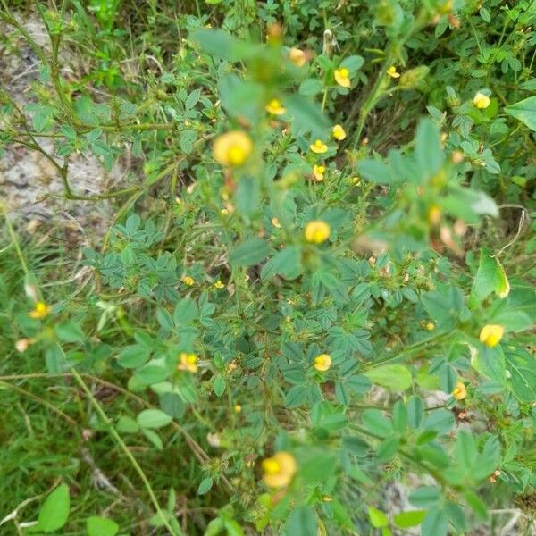 Stylosanthes viscosa Flower