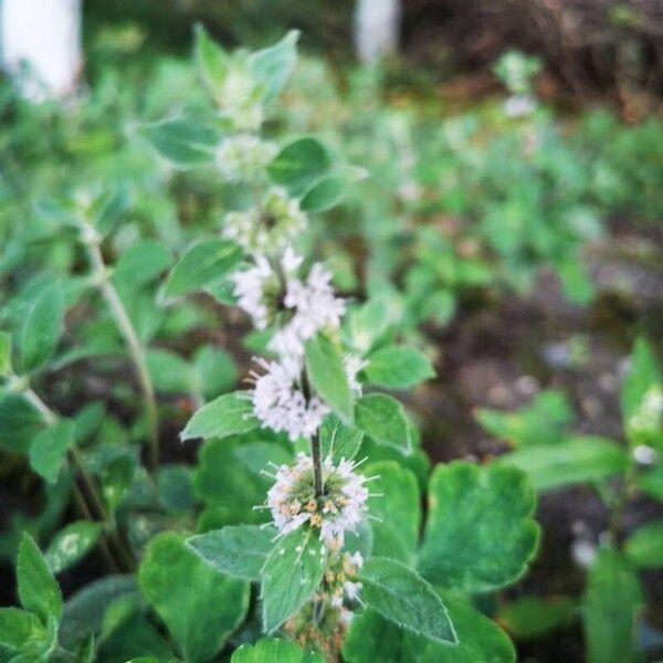 Mentha arvensis عادت