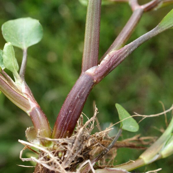 Ranunculus ophioglossifolius Feuille