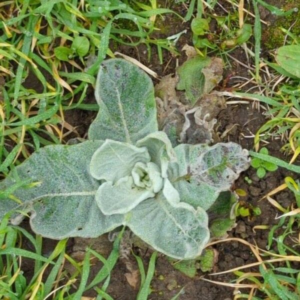 Verbascum boerhavii Liść