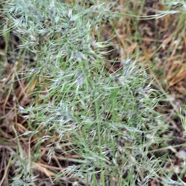 Poa bulbosa Floro