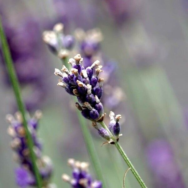 Lavandula angustifolia Blüte