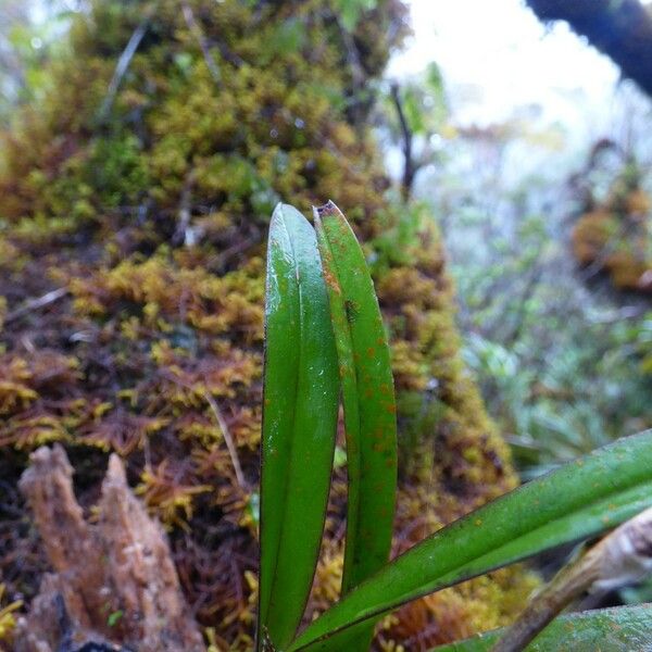 Bulbophyllum cylindrocarpum Ліст