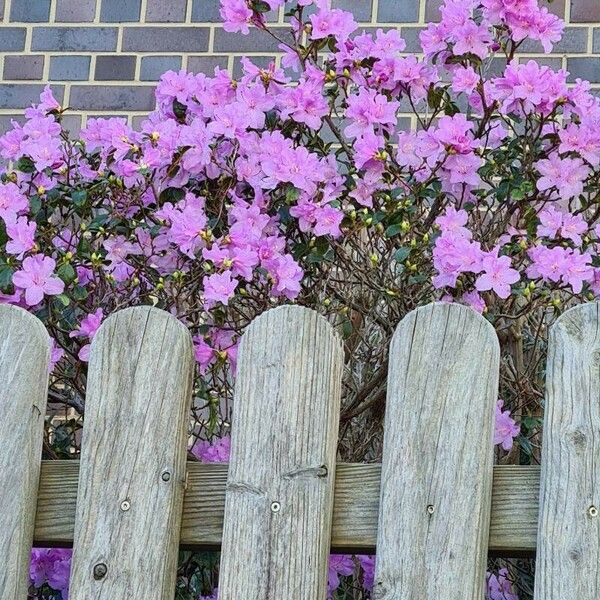 Rhododendron roseum Fleur