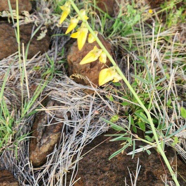 Crotalaria brevidens Flower