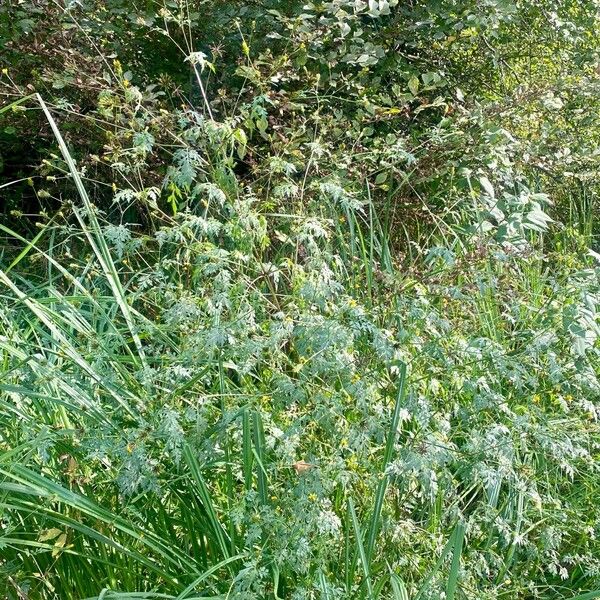 Bidens bipinnata Habit