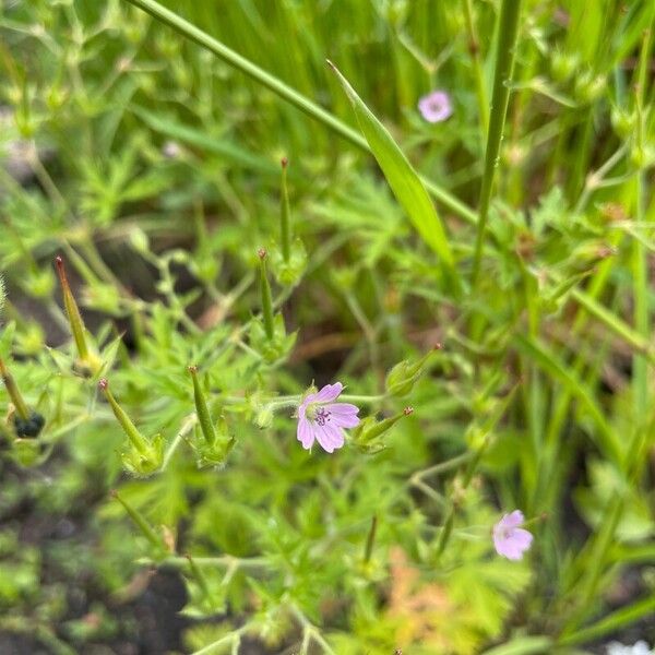 Geranium bicknellii Flor