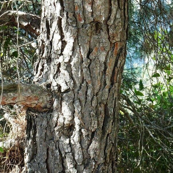 Pinus halepensis Žievė